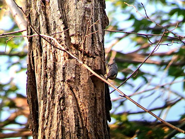 Picchio muratore  - Ivano Caldon