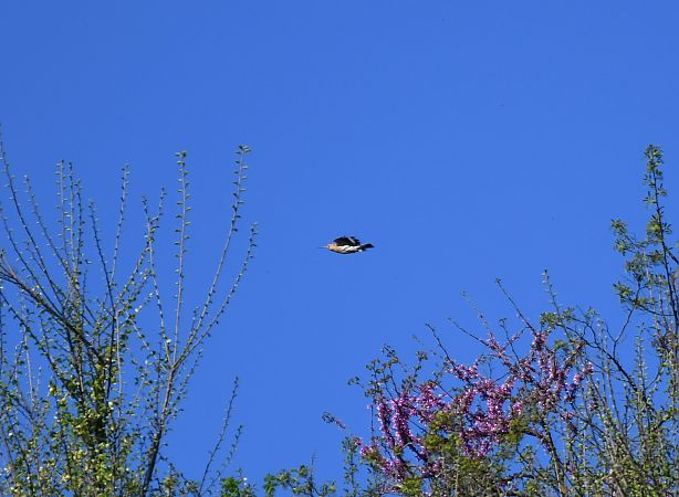 Upupa  - Sandro Formini