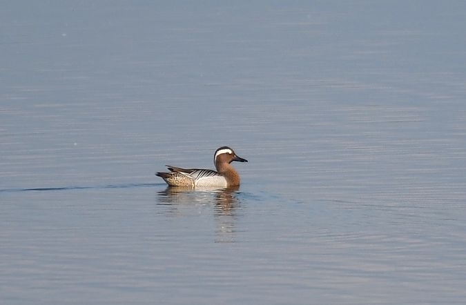 Marzaiola  - Sandro Formini