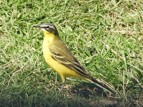 Schafstelze  - Massimo Tassinari