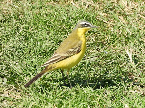 Schafstelze  - Massimo Tassinari