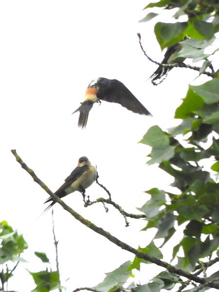 Rondine rossiccia  - Massimo Tassinari