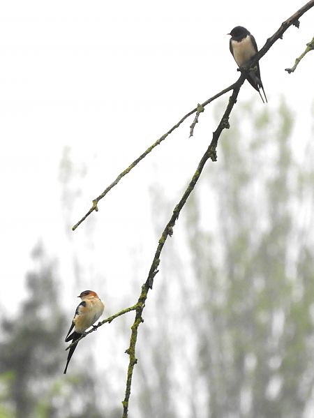 Rondine rossiccia  - Massimo Tassinari