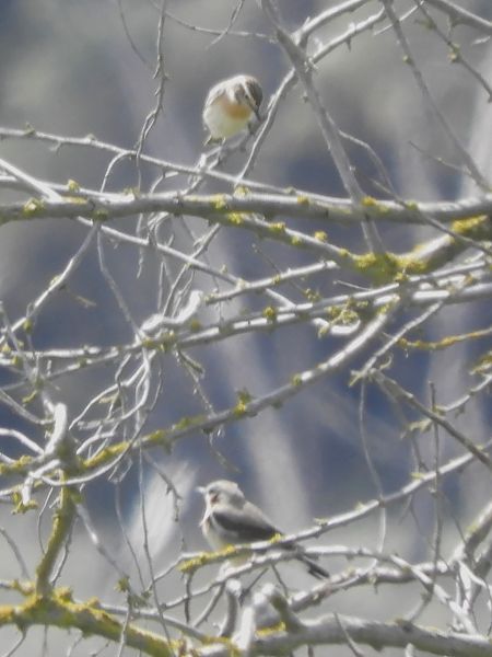 Stiaccino  - Massimo Tassinari