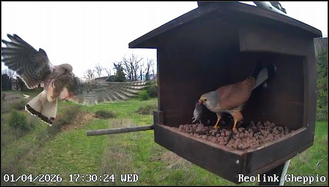 Gheppio  - Giuseppe Di Lieto