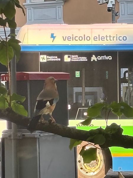 Ghiandaia  - Lisa Muner