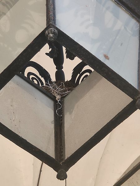 Merlo  - Domenico Verducci