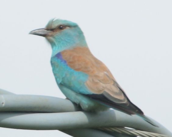 Ghiandaia marina  - Vito Giovanni Santantonio