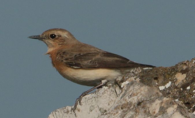 Culbianco  - Vito Giovanni Santantonio