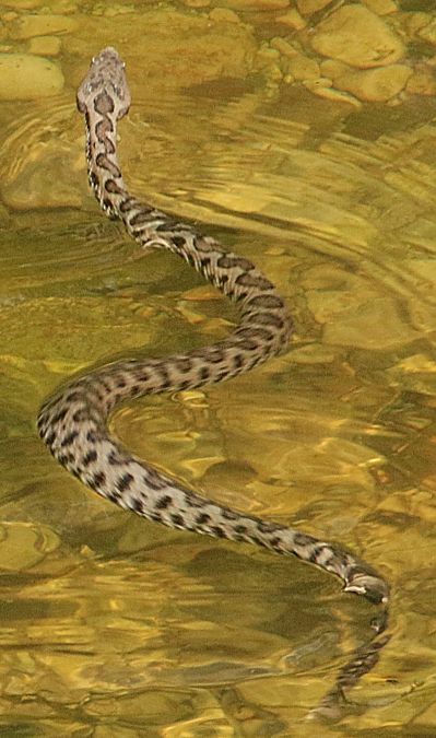 Vipera comune  - Vito Giovanni Santantonio