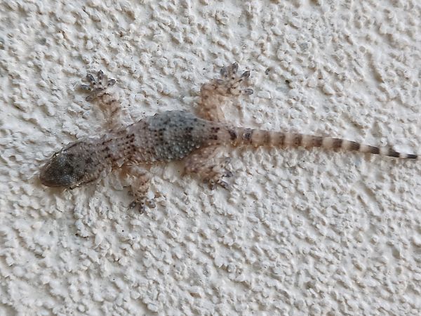 Geco comune  - Claudio Danesi