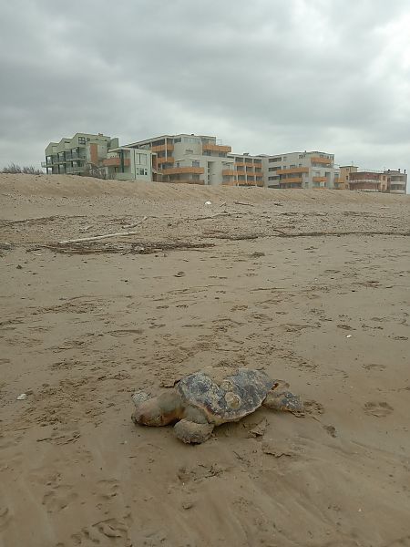 Tartaruga caretta  - Federico Fanesi