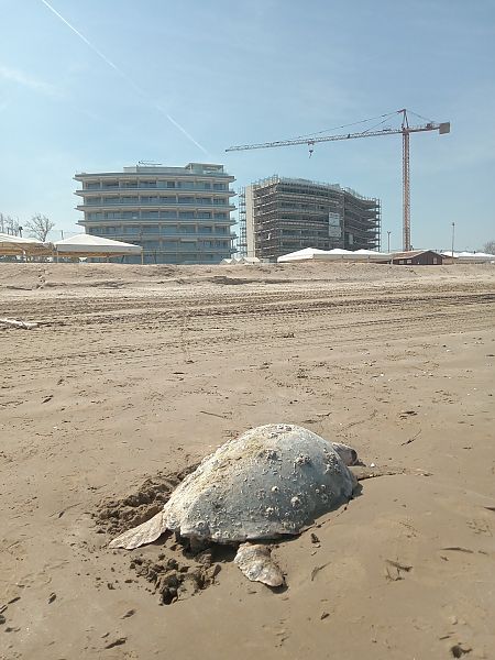 Tartaruga caretta  - Federico Fanesi