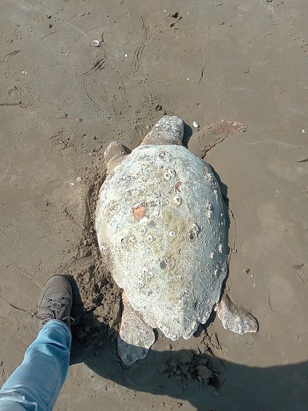 Tartaruga caretta  - Federico Fanesi