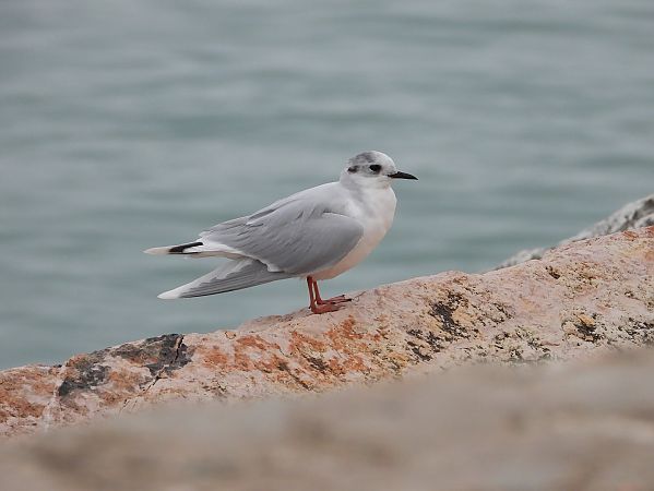 Gabbianello  - Federico Fanesi
