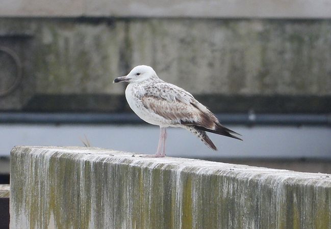 Gabbiano pontico  - Federico Fanesi