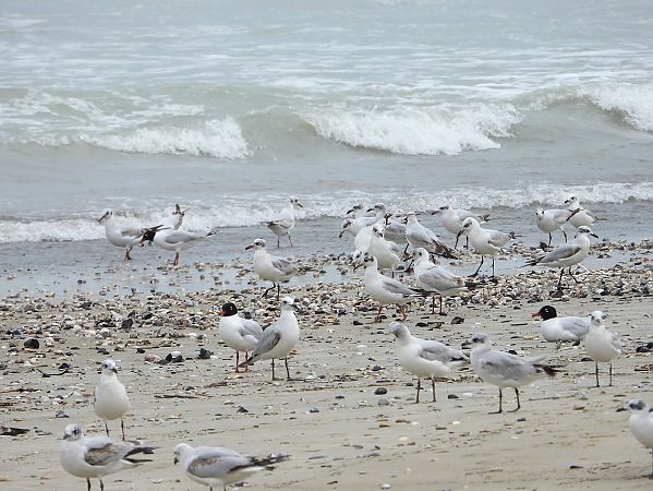 Gabbiano corallino  - Federico Fanesi