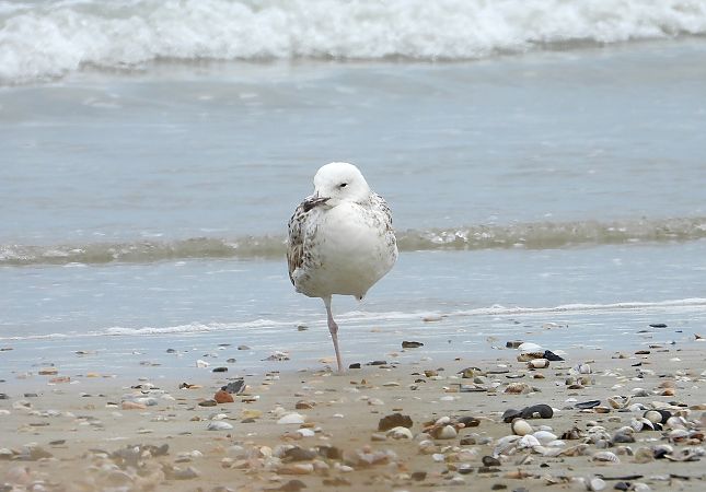 Gabbiano pontico  - Federico Fanesi