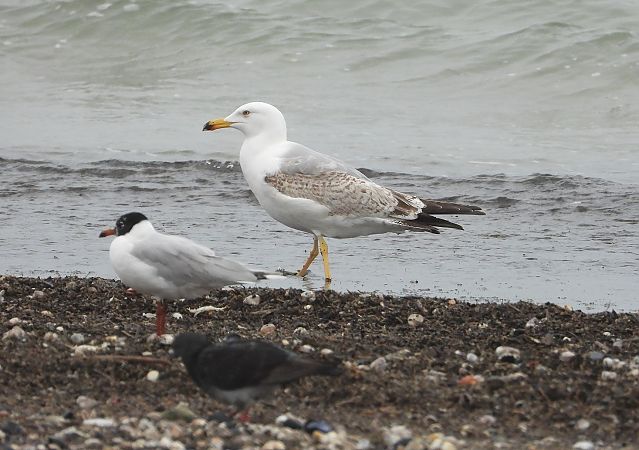 Gabbiano reale  - Federico Fanesi