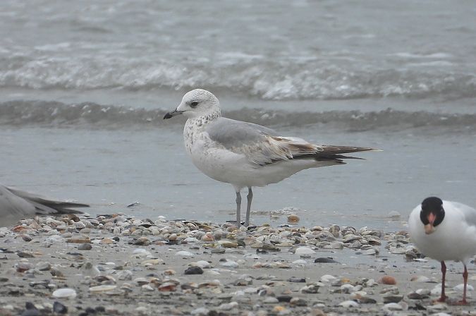 Gavina  - Federico Fanesi