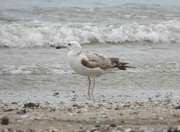 Gabbiano pontico  - Federico Fanesi
