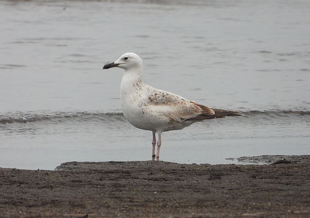 Gabbiano pontico  - Federico Fanesi