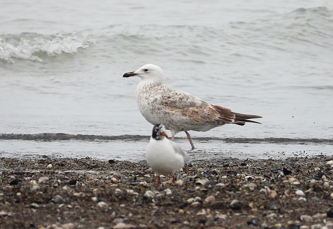 Gabbiano pontico  - Federico Fanesi