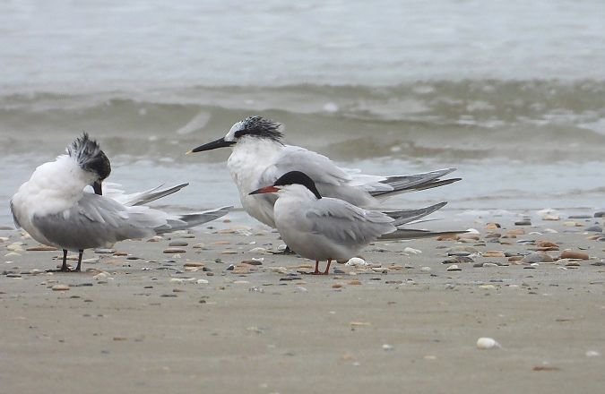 Sterna comune  - Federico Fanesi