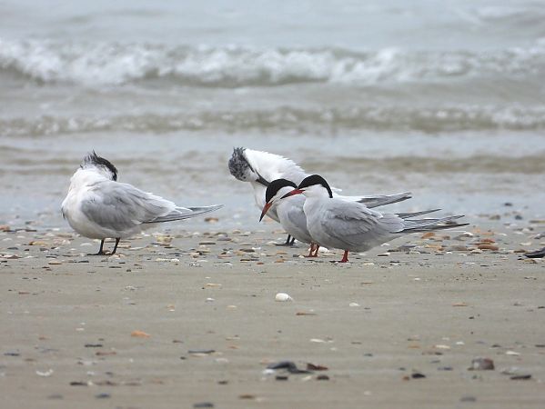 Sterna comune  - Federico Fanesi