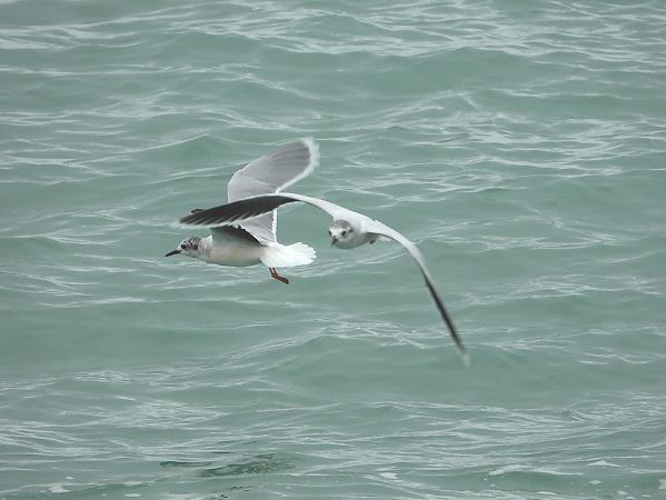 Gabbianello  - Federico Fanesi