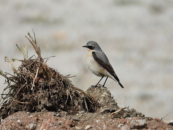 Traquet motteux  - Federico Fanesi