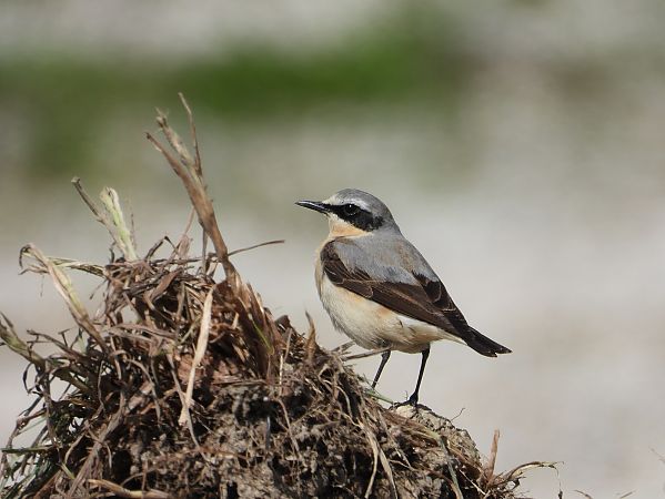 Culbianco  - Federico Fanesi