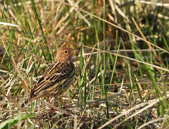 Pispola golarossa  - Bruno Santucci