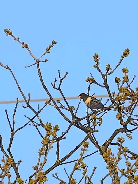 Merlo dal collare  - Niki Morganti