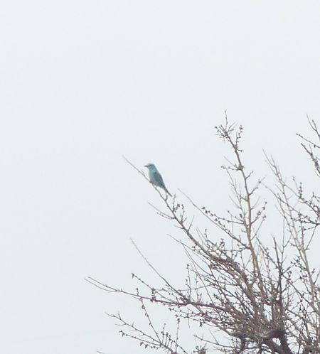 Ghiandaia marina  - Niki Morganti