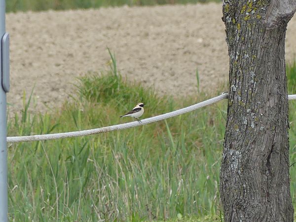 Monachella occidentale  - Niki Morganti