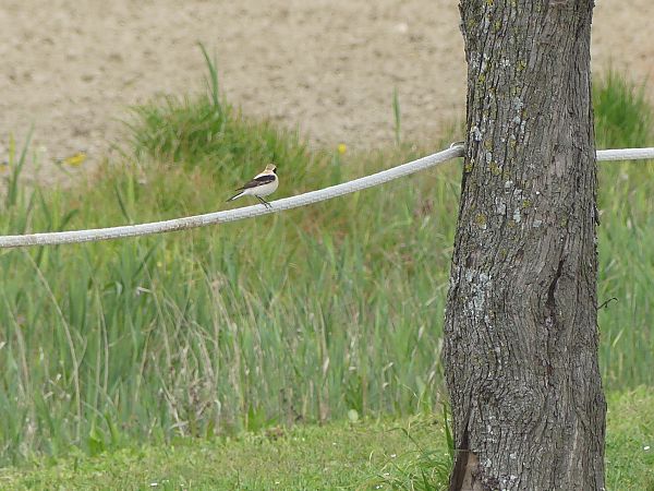 Monachella occidentale  - Niki Morganti