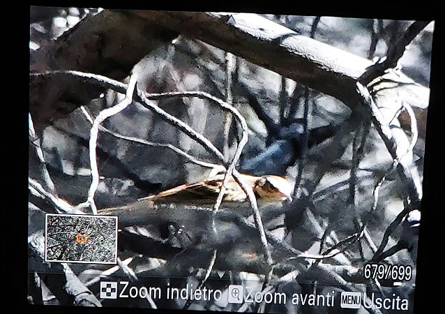 Prispolone indiano  - Leonardo Siddi