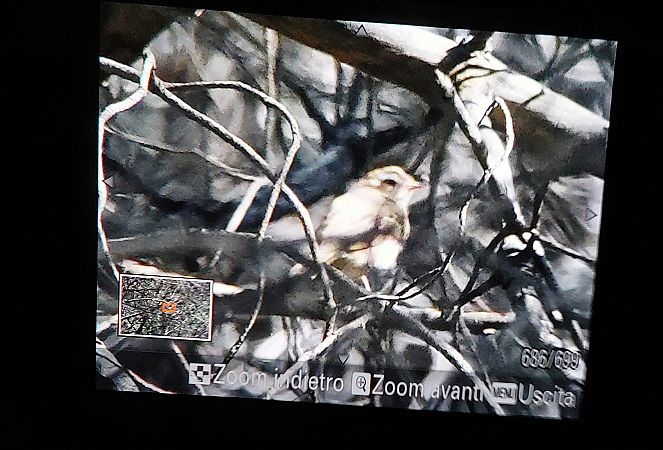 Prispolone indiano  - Leonardo Siddi