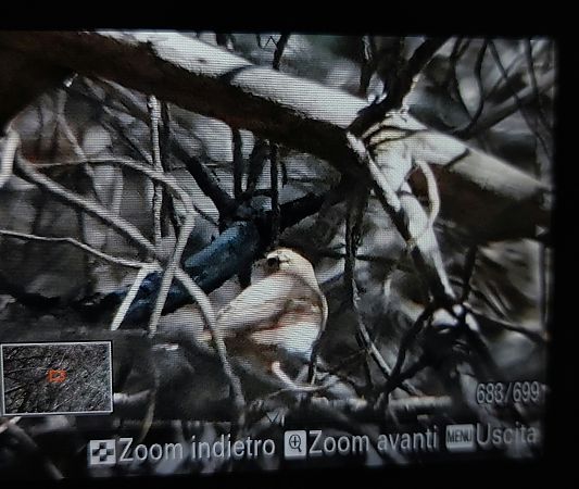 Prispolone indiano  - Leonardo Siddi