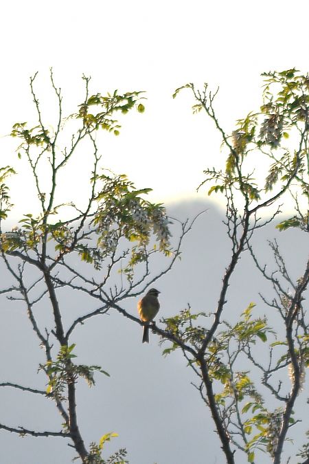 Zigolo nero  - Giampaolo Brignoli