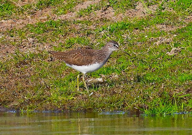 Piro-piro culbianco  - Luciano Cavassa