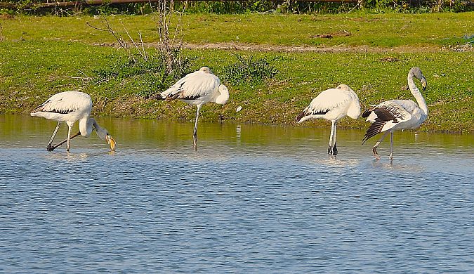 Fenicottero  - Luciano Cavassa