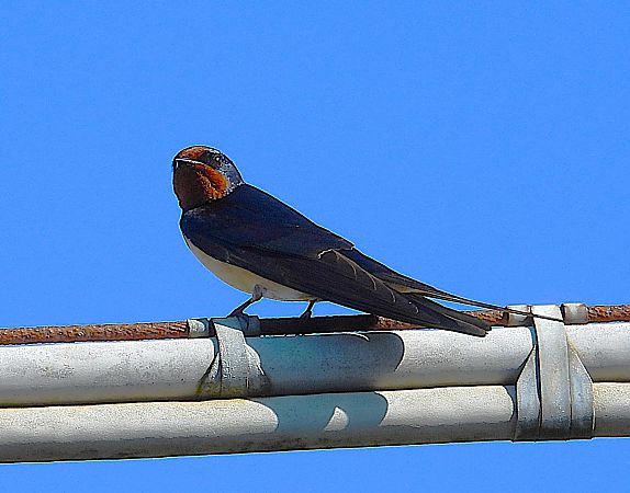 Rondine  - Luciano Cavassa