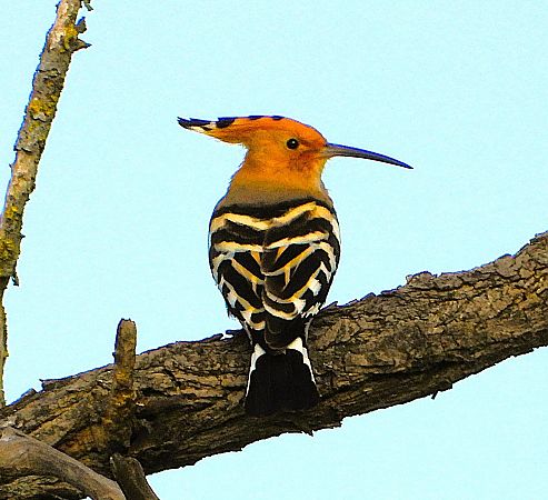 Wiedehopf  - Luciano Cavassa