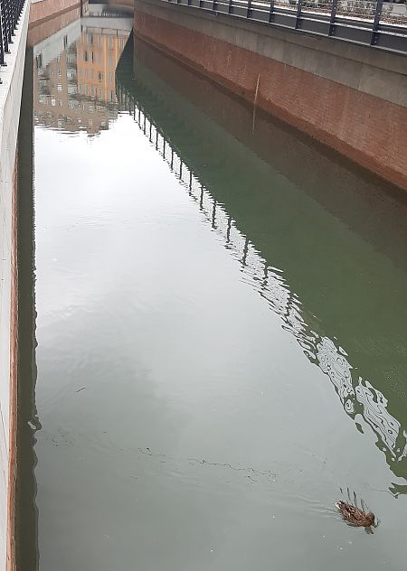 Germano reale  - Elvire Laurens