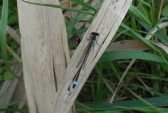 Ischnura elegans  - Elvire Laurens