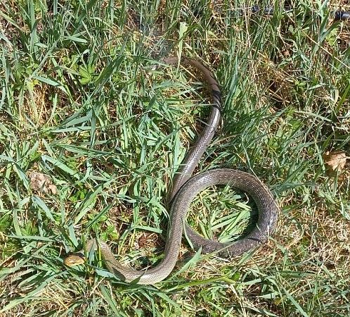 Saettone comune  - Fabio Angeli
