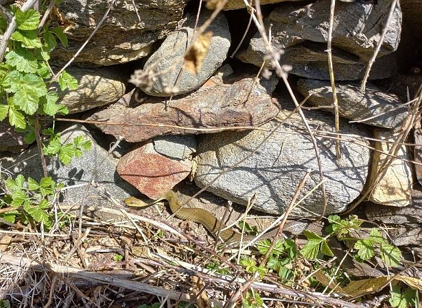 Saettone comune  - Fabio Angeli