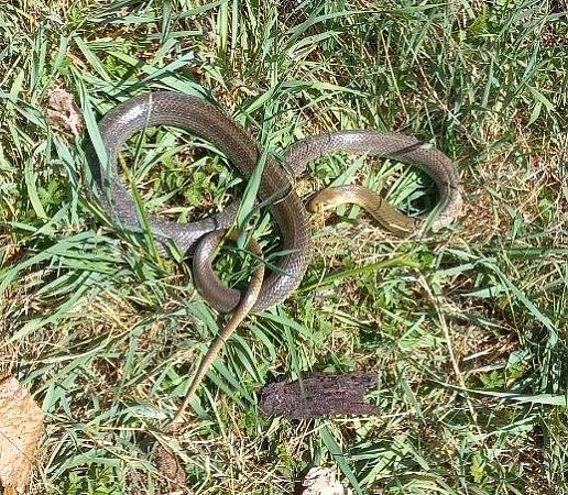 Saettone comune  - Fabio Angeli